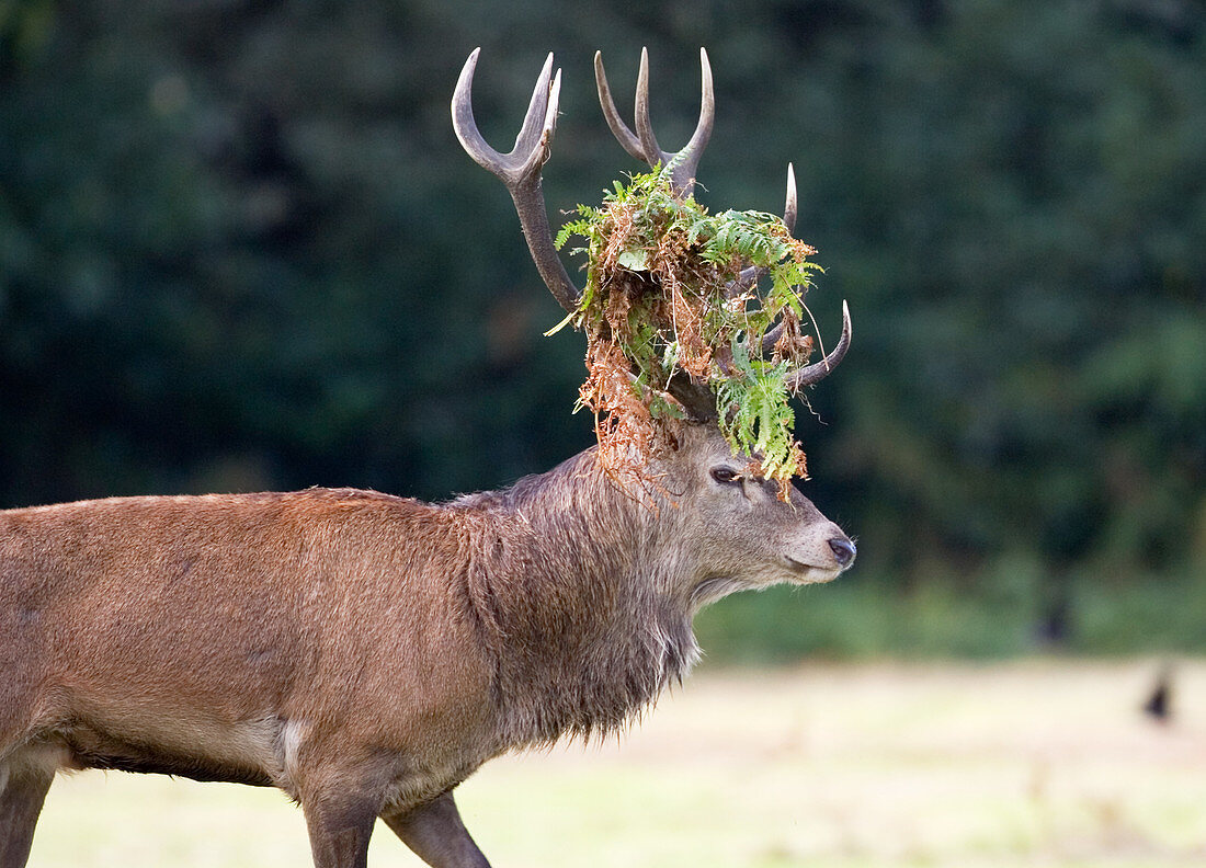 Male European red deer