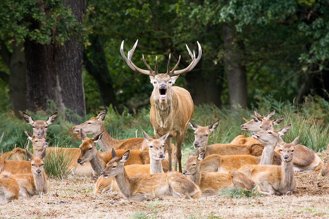 Stag and hinds