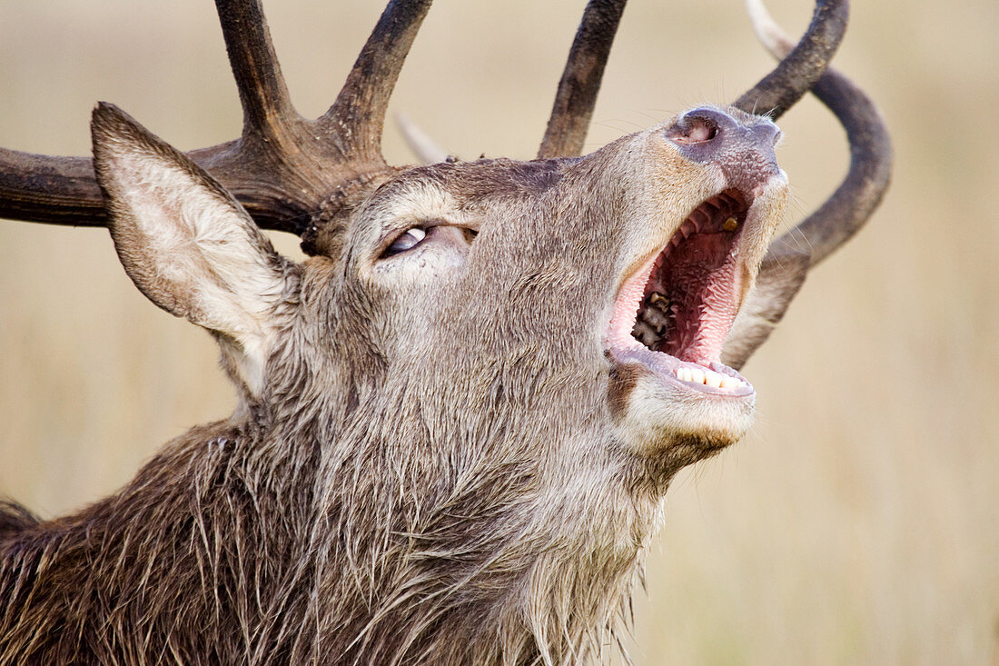 Male European red deer