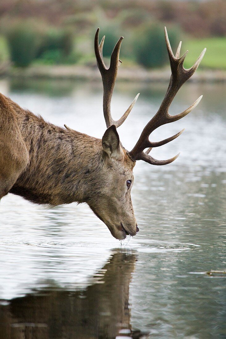 Red deer stag drinking