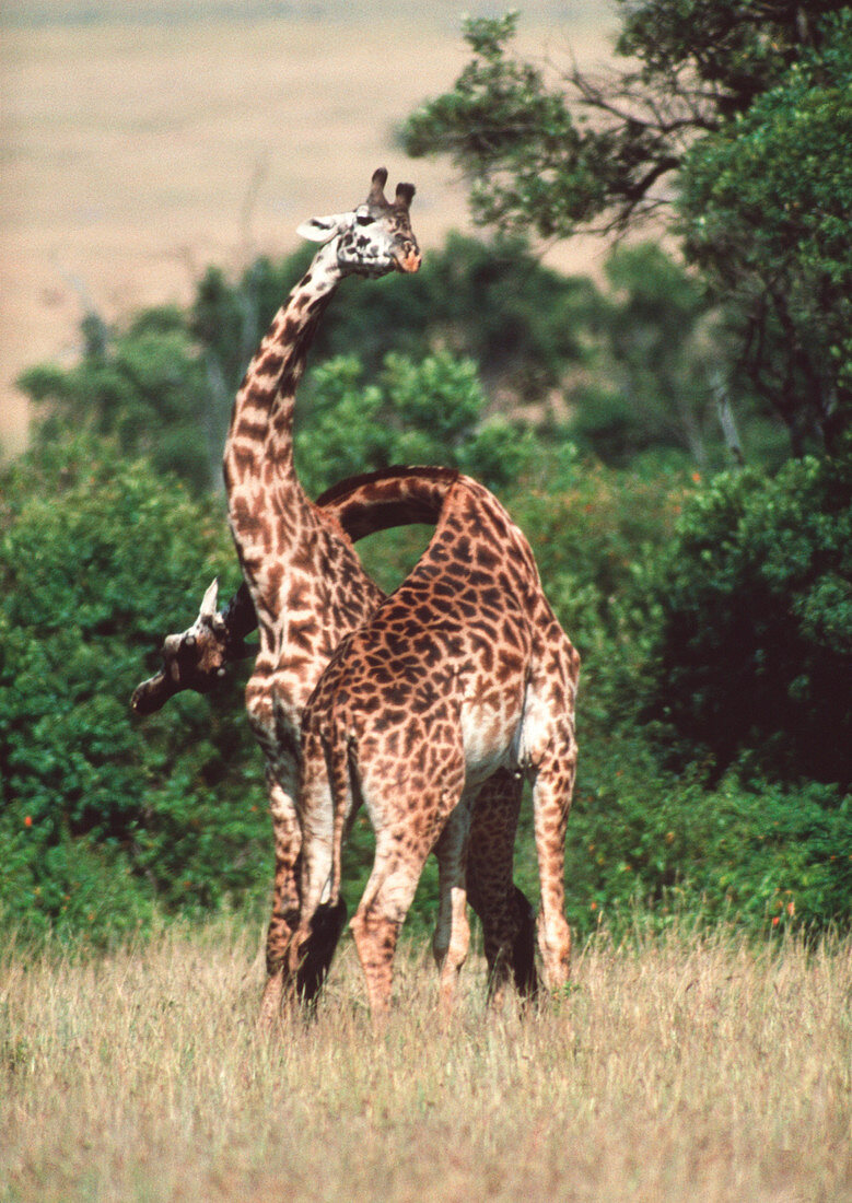 Sparring giraffes