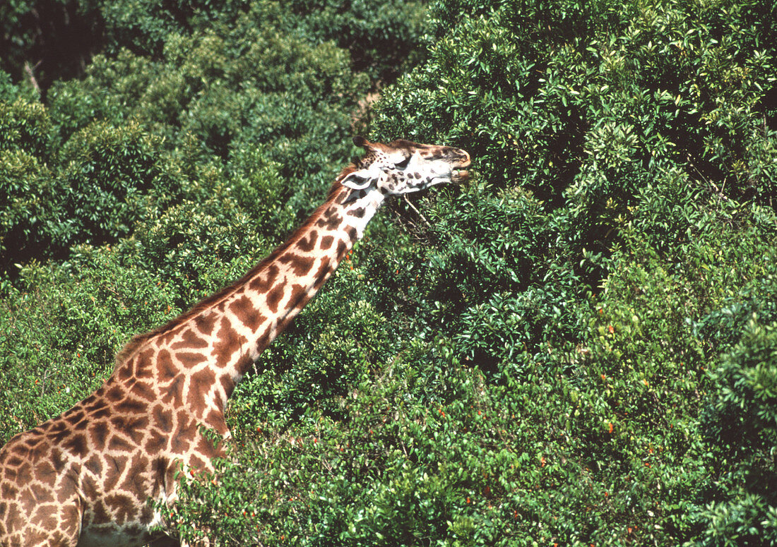 Feeding giraffe