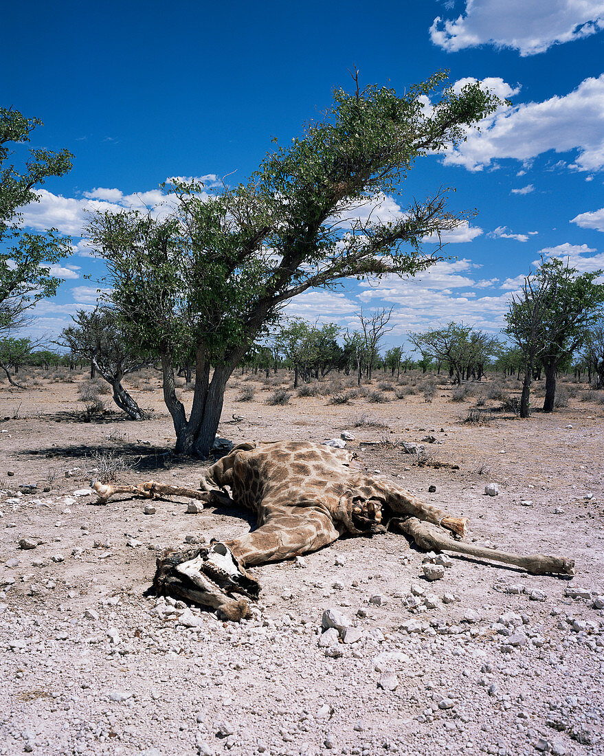 Giraffe carcass