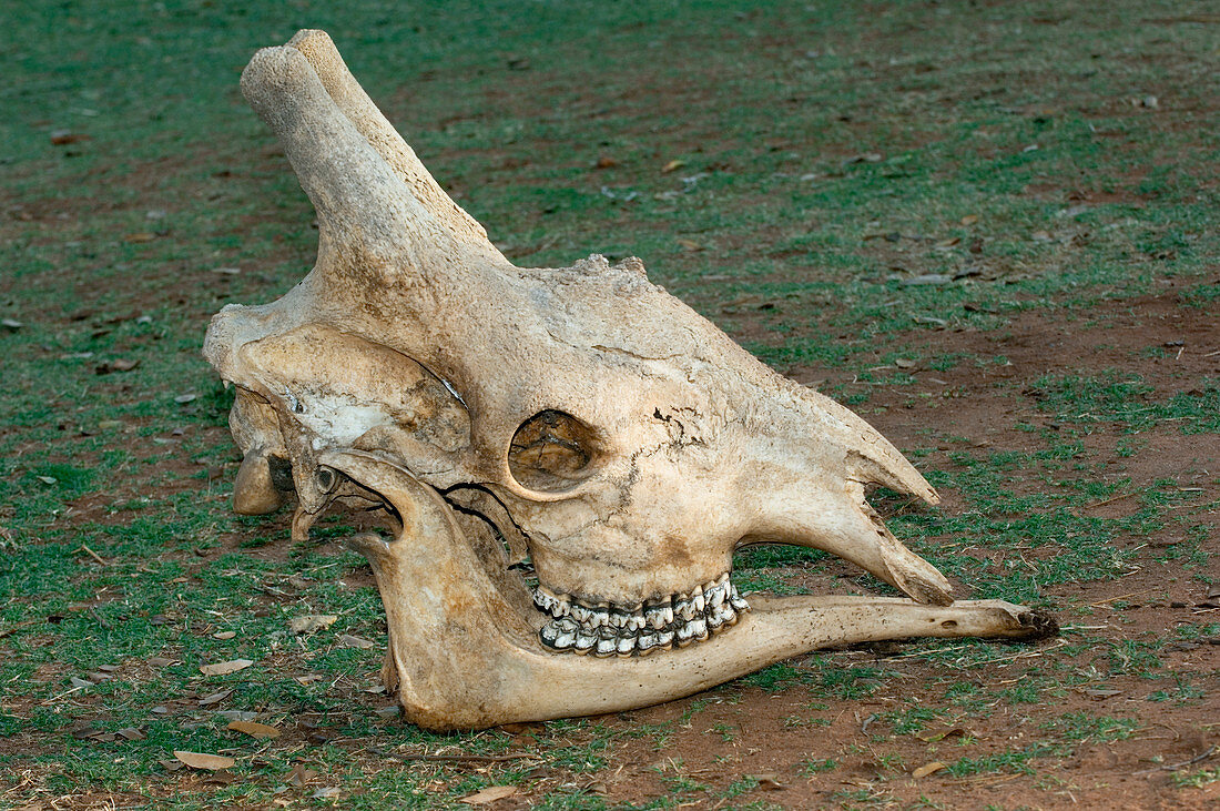 Giraffe skull