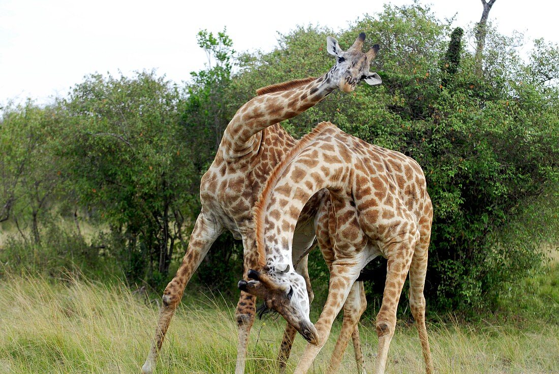 Male giraffes fighting