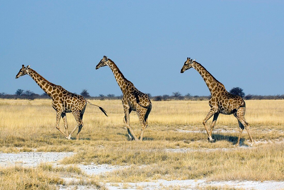 Giraffes running