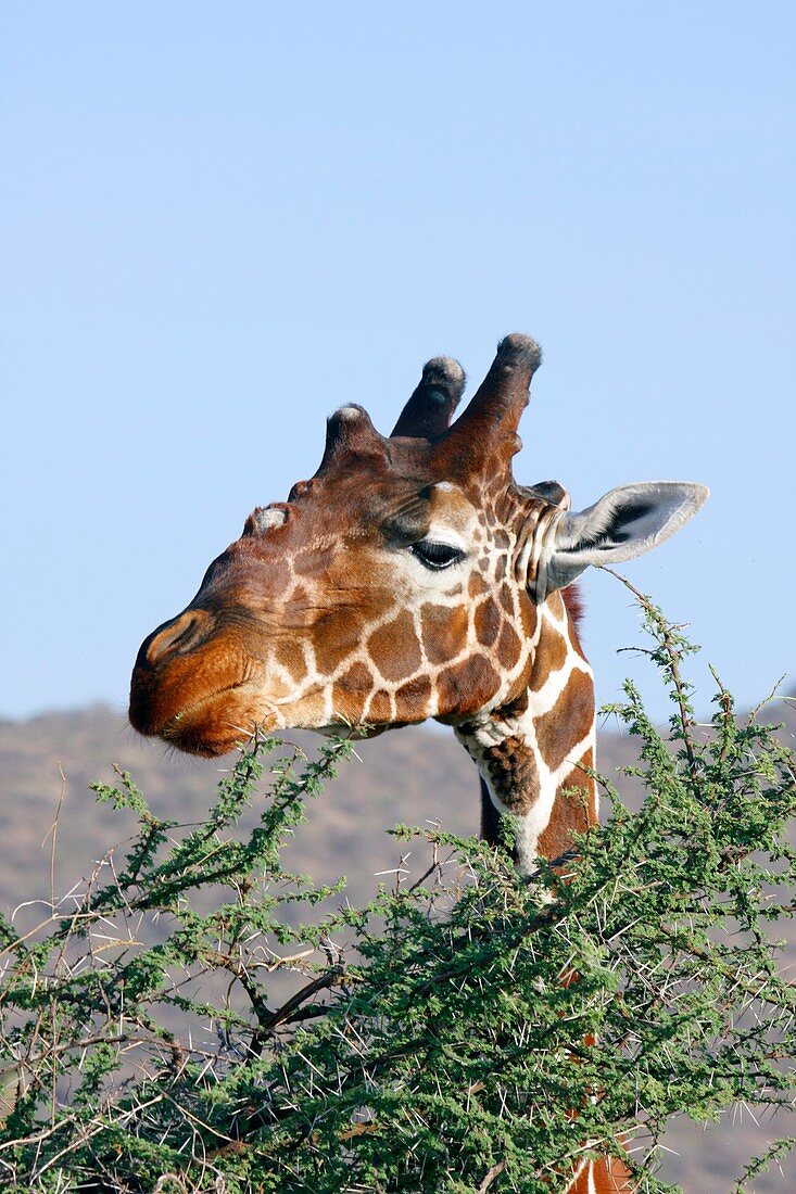 Giraffe feeding on acacia leaves