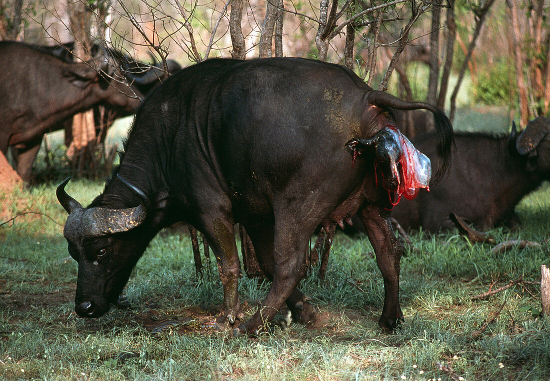 Buffalo giving birth