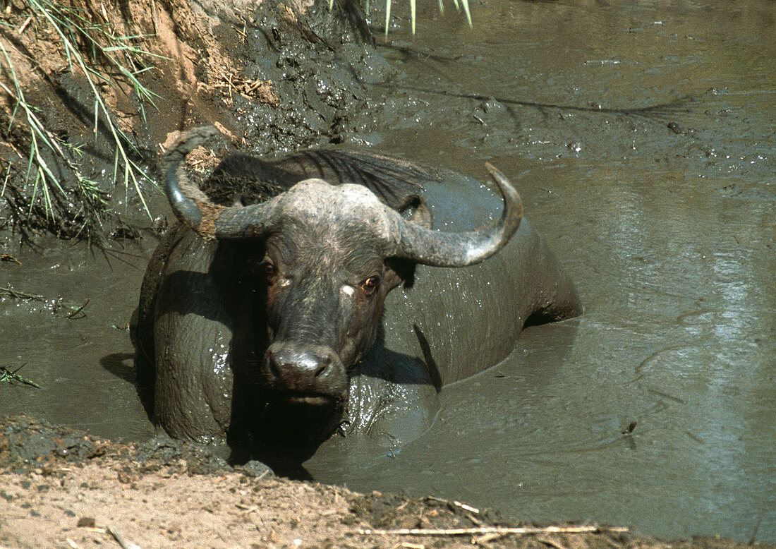 African buffalo