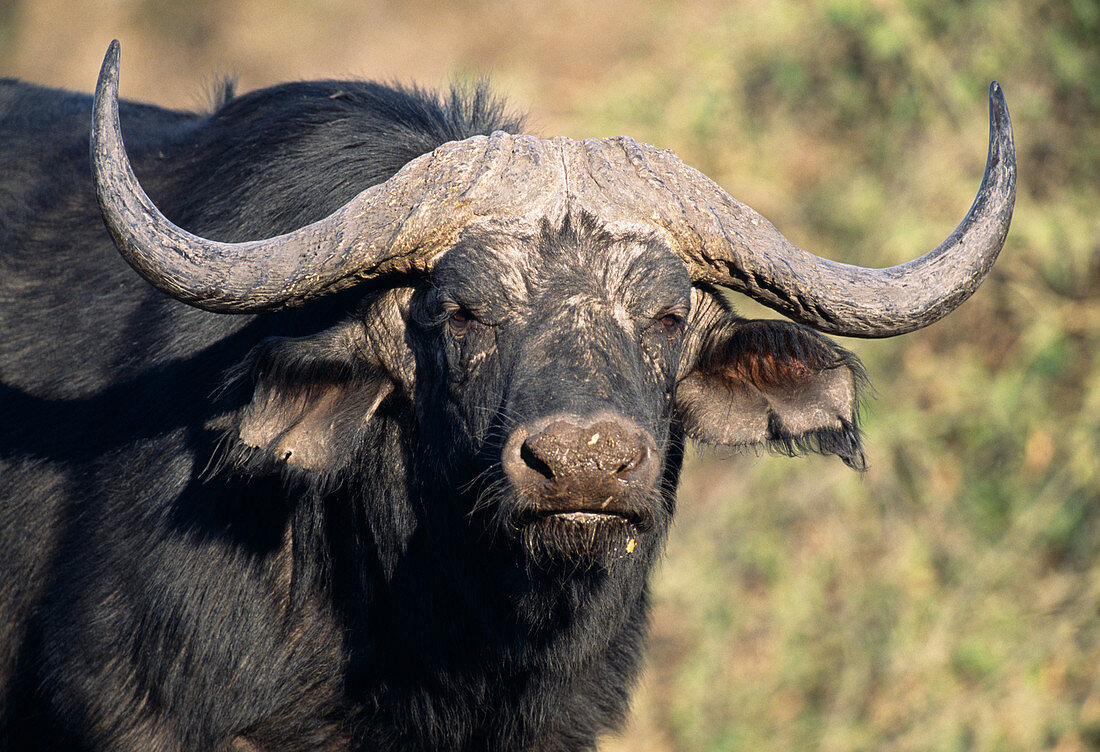 African buffalo