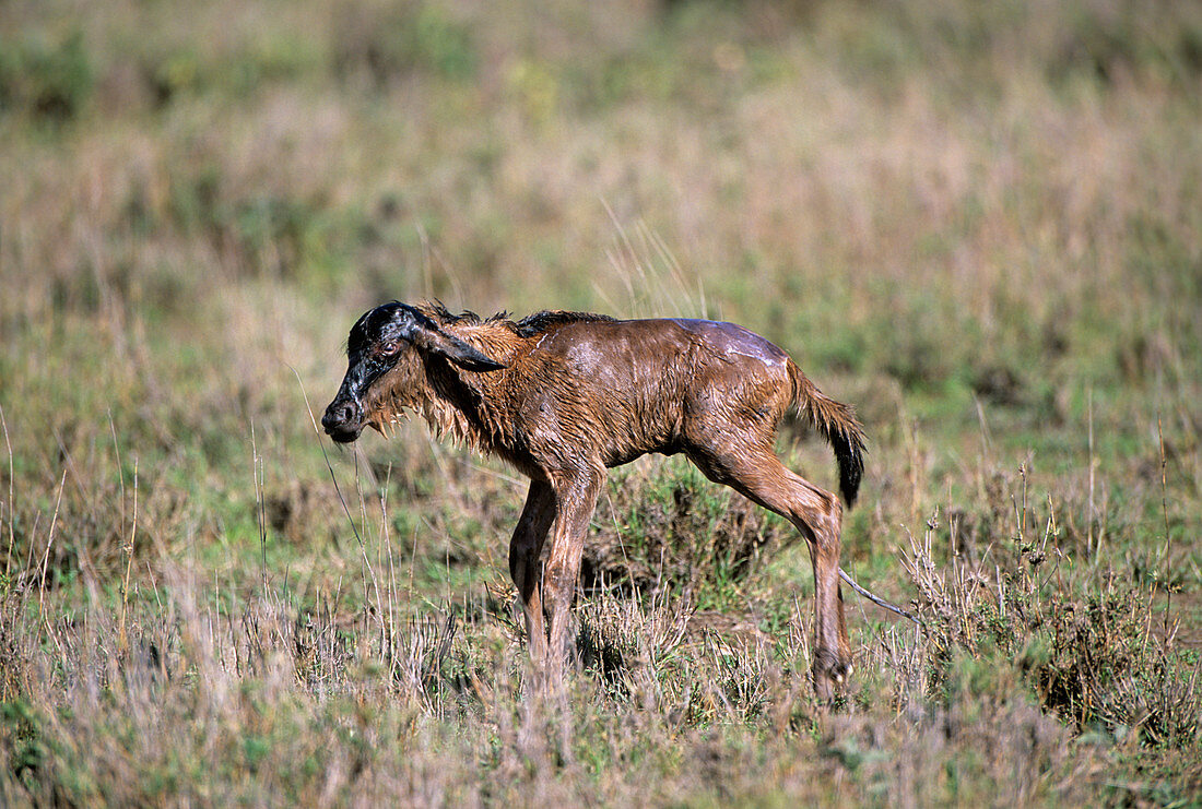 Newborn blue wildebeest