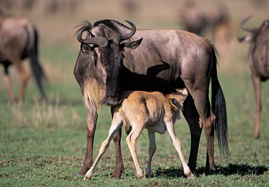 Young blue wildebeest nursing