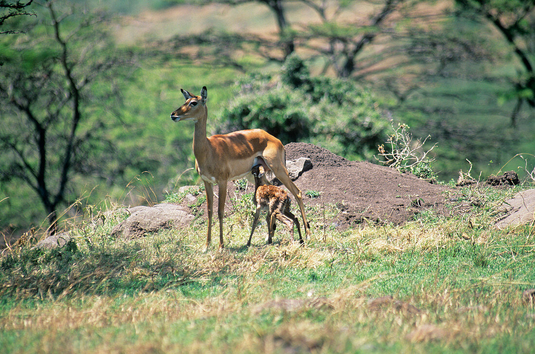 Newborn impala