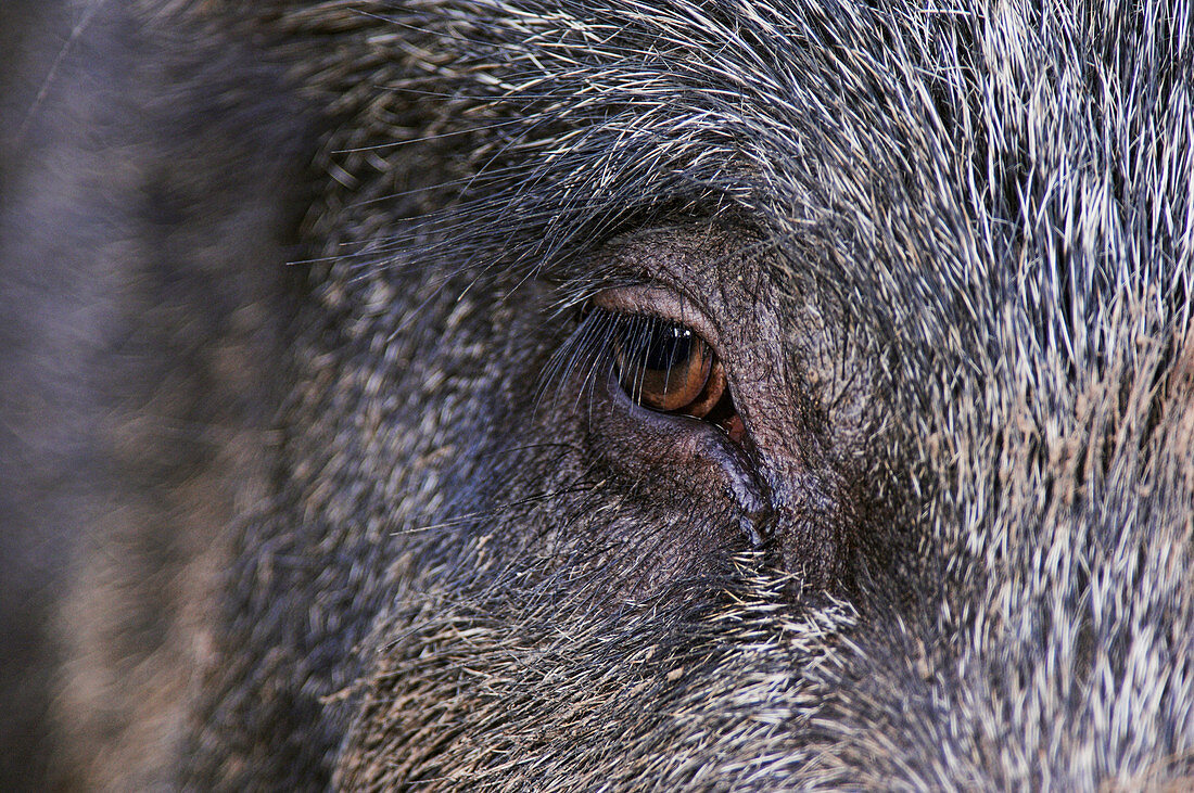 Wild boar's eye