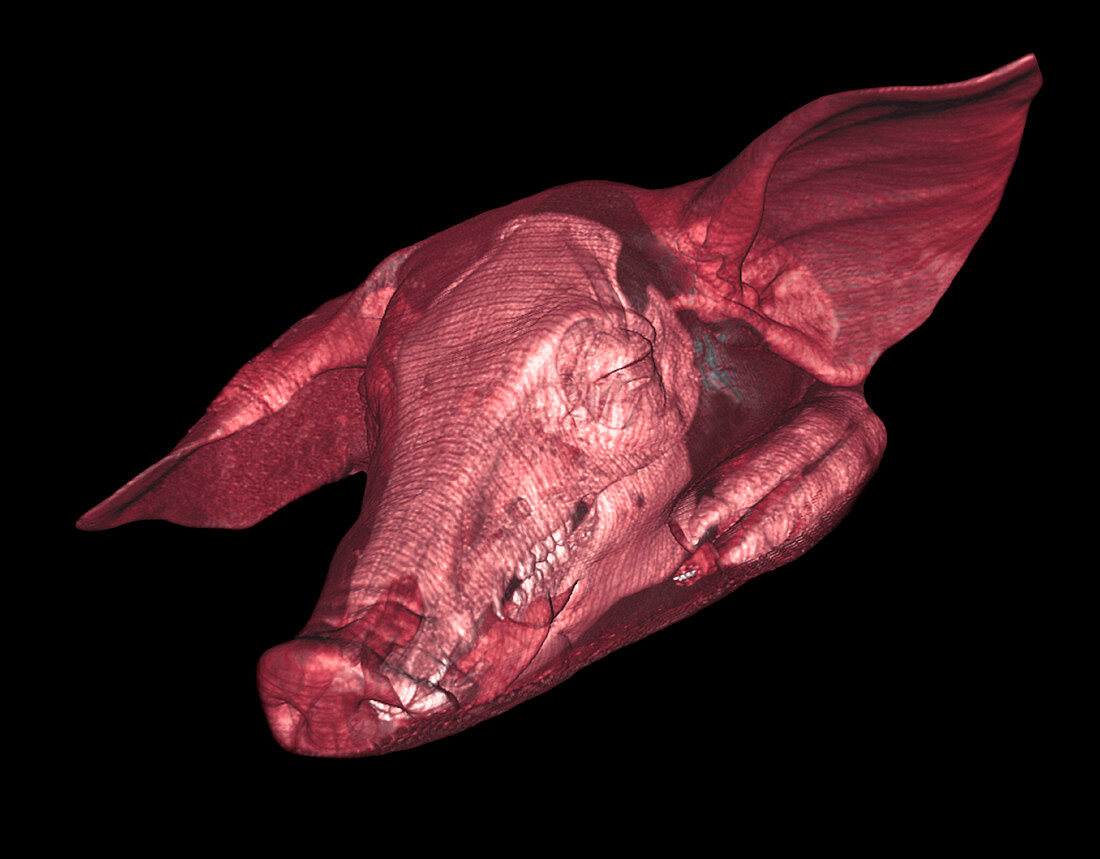 Pig,3D MRI scan