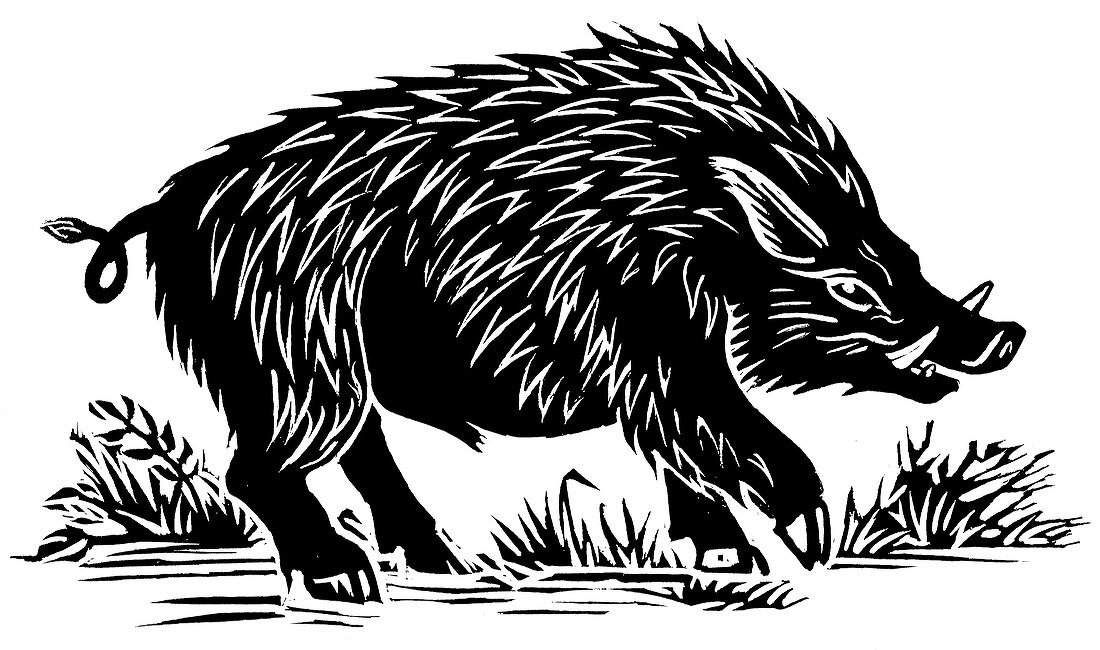 Wild boar,woodcut