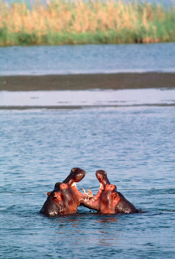 Hippopotamuses fighting