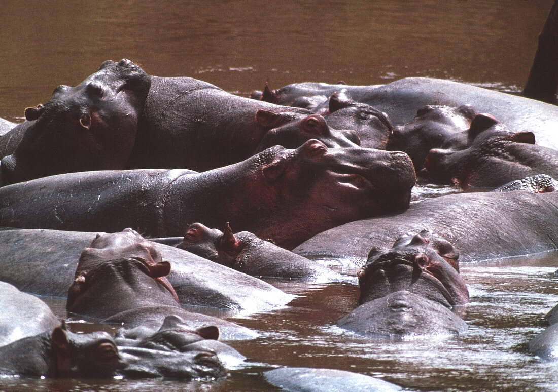 Hippopotamuses in water