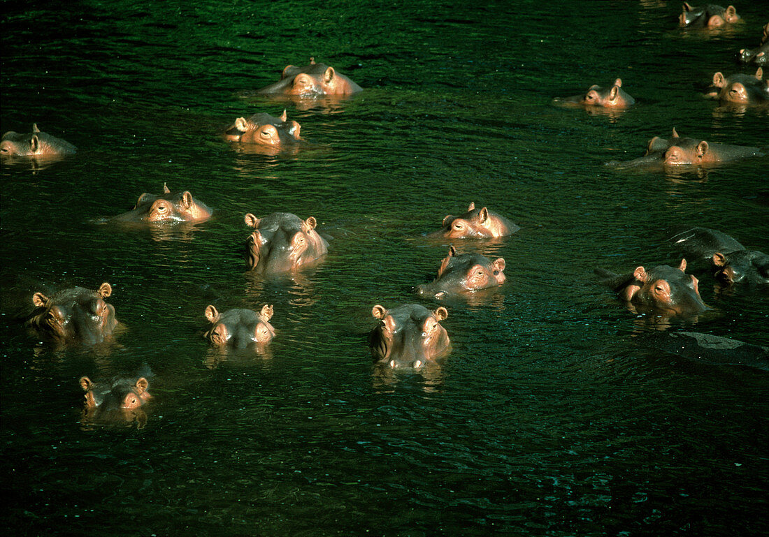 Hippopotamuses in water