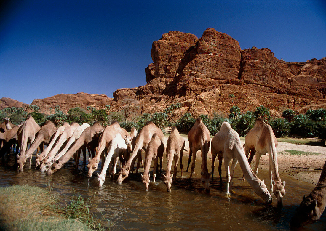 Dromedary camels drinking