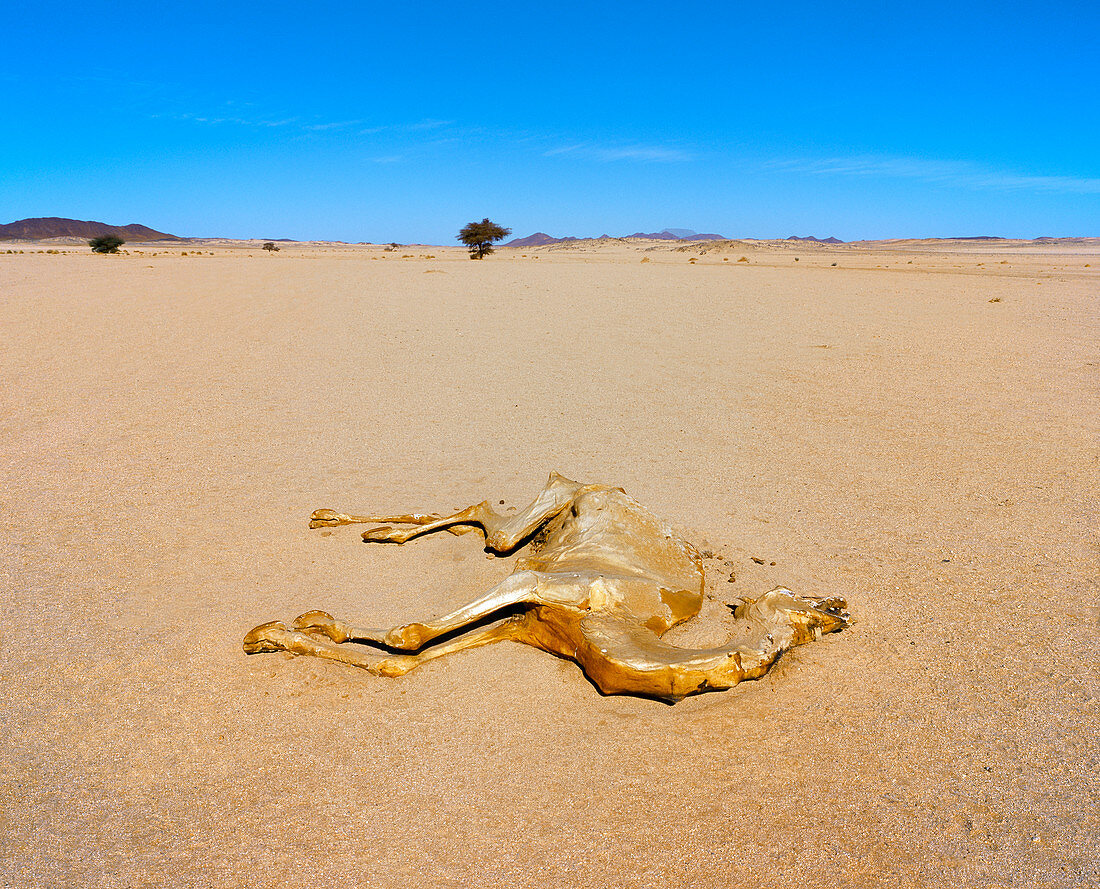 Camel carcass