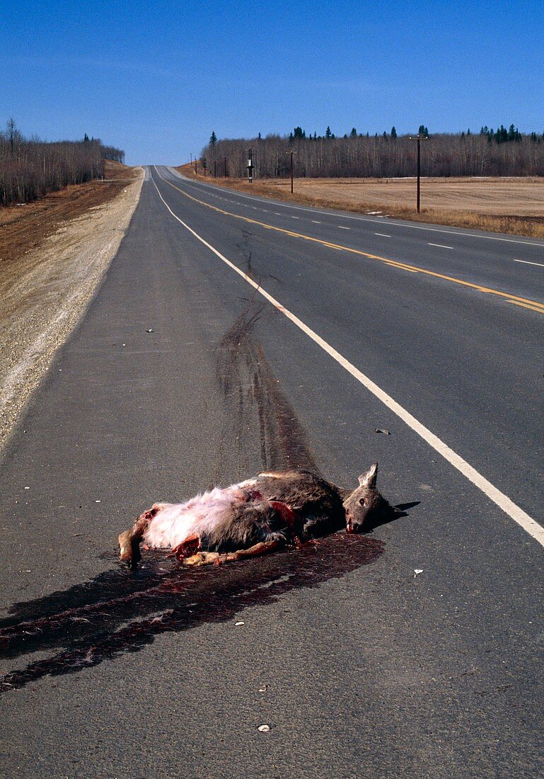 Mule deer road kill