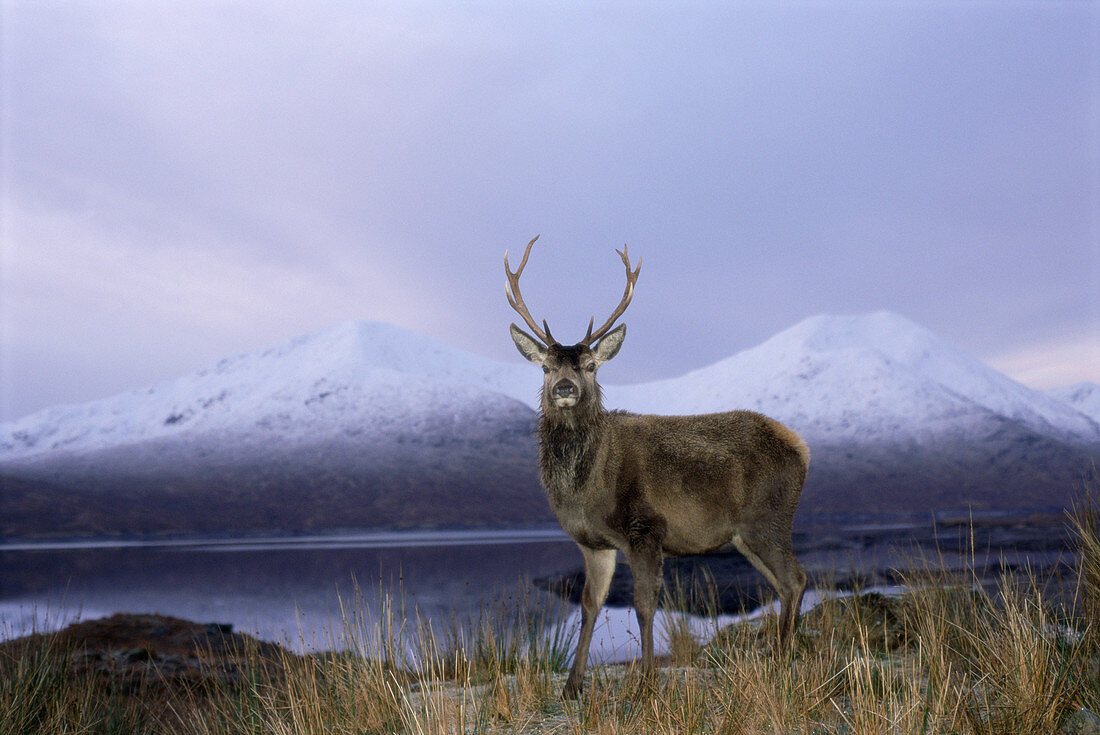 Red deer stag by loch