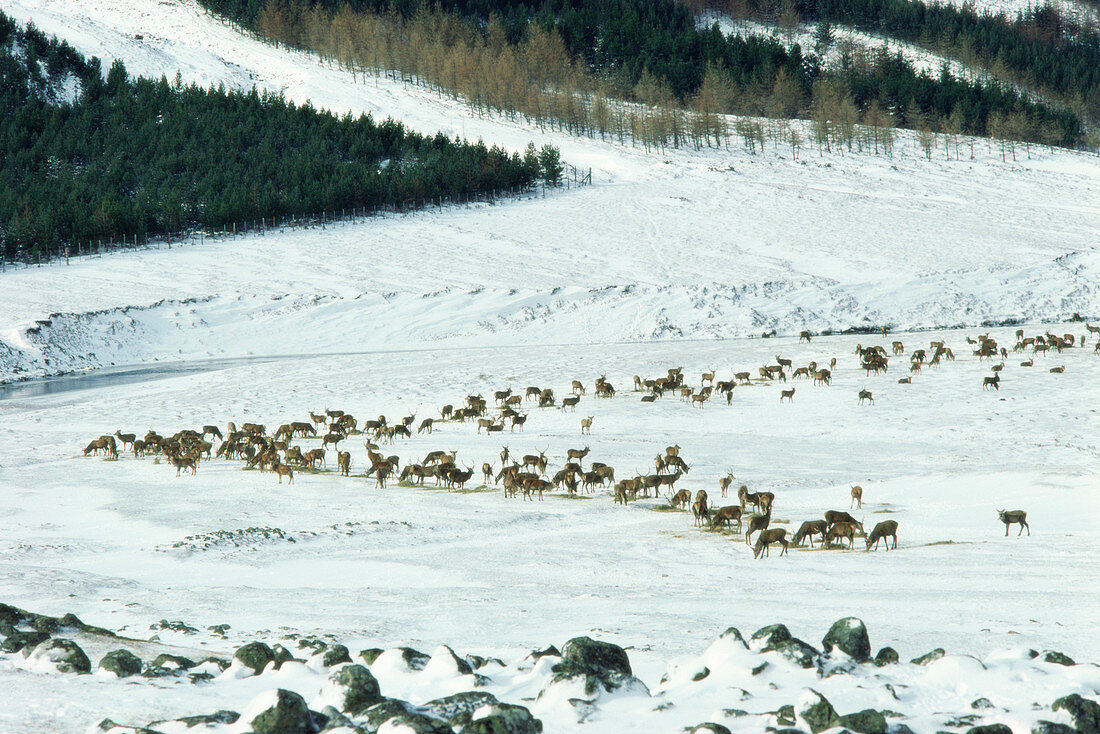 Red deer