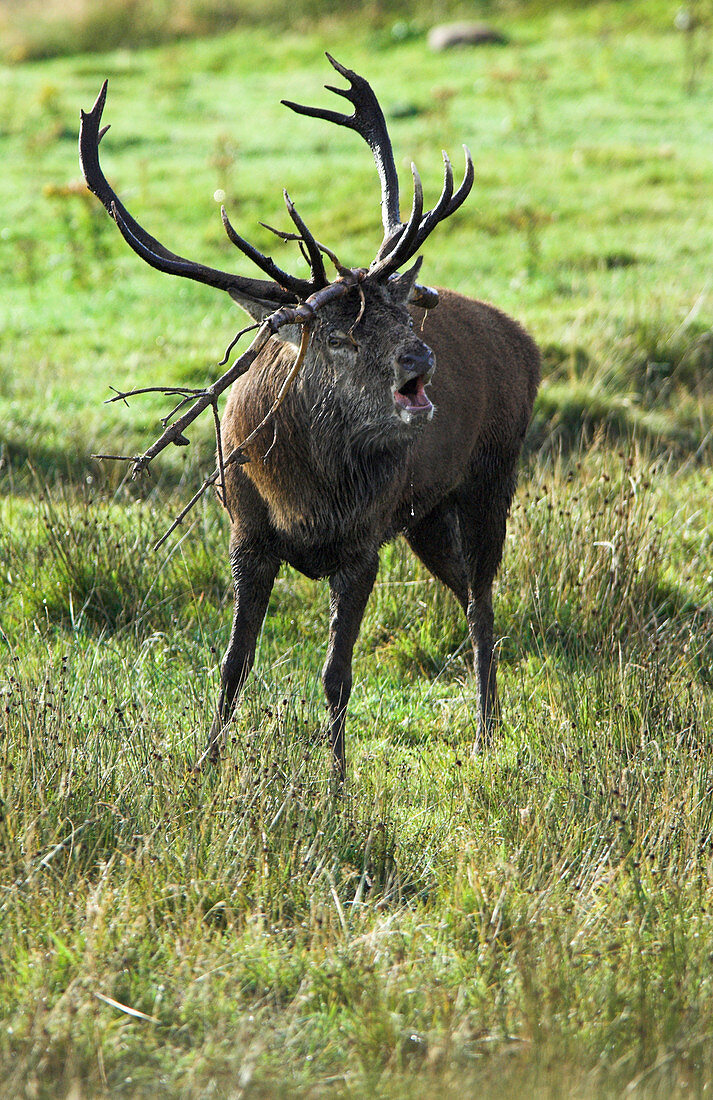 Rutting red deer stag