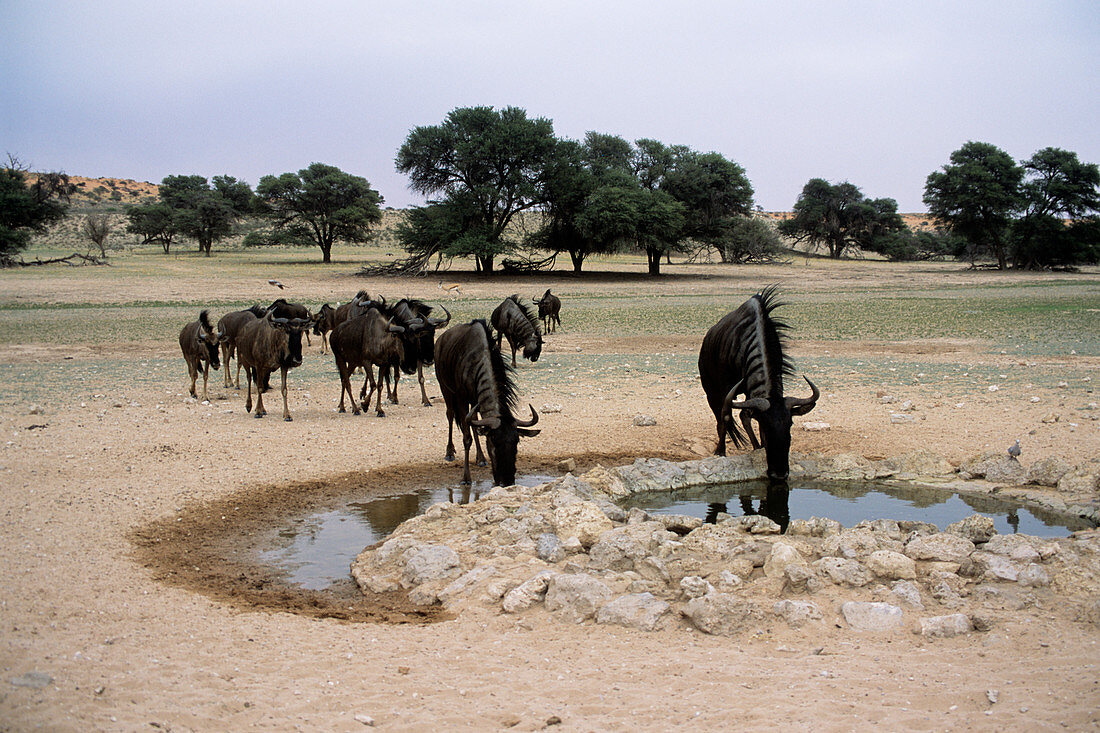 Blue wildebeest herd drinking