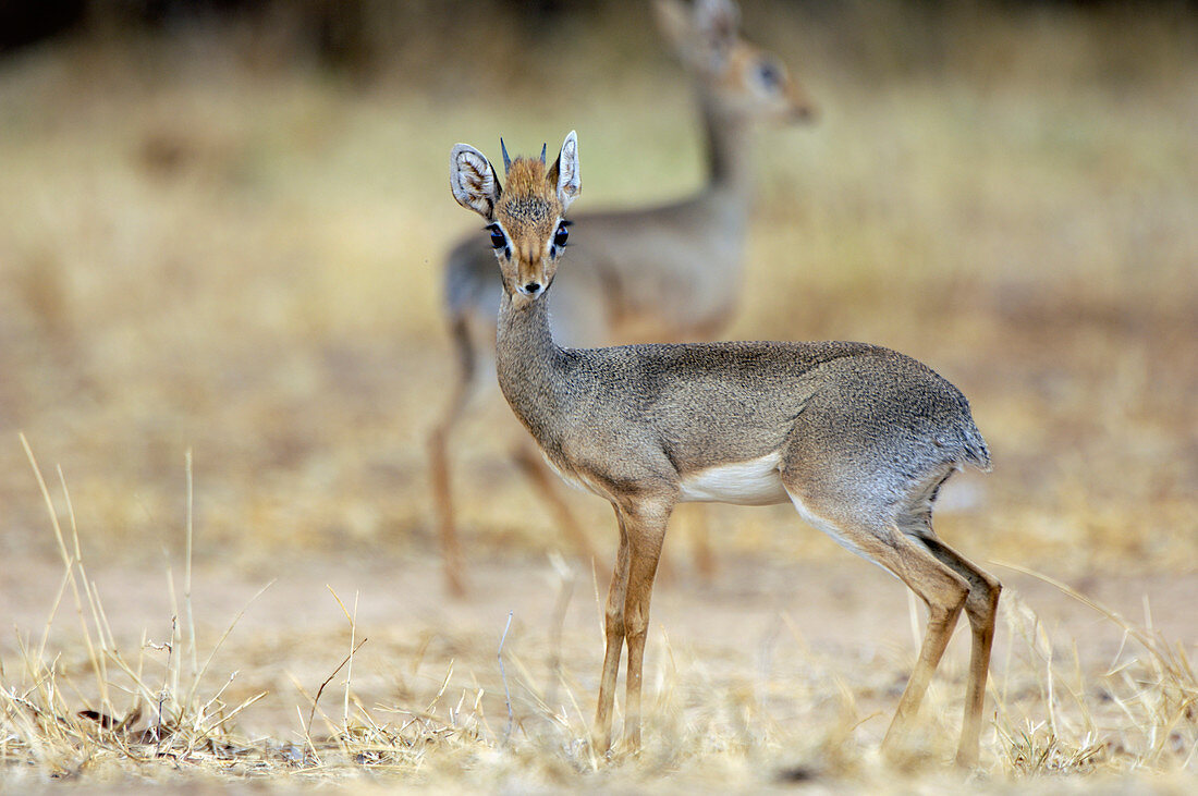 Kirk's dik-dik