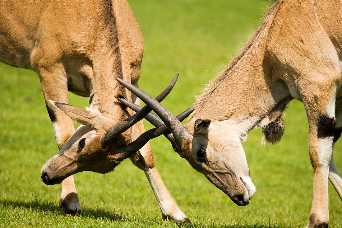 Eland antelopes sparring