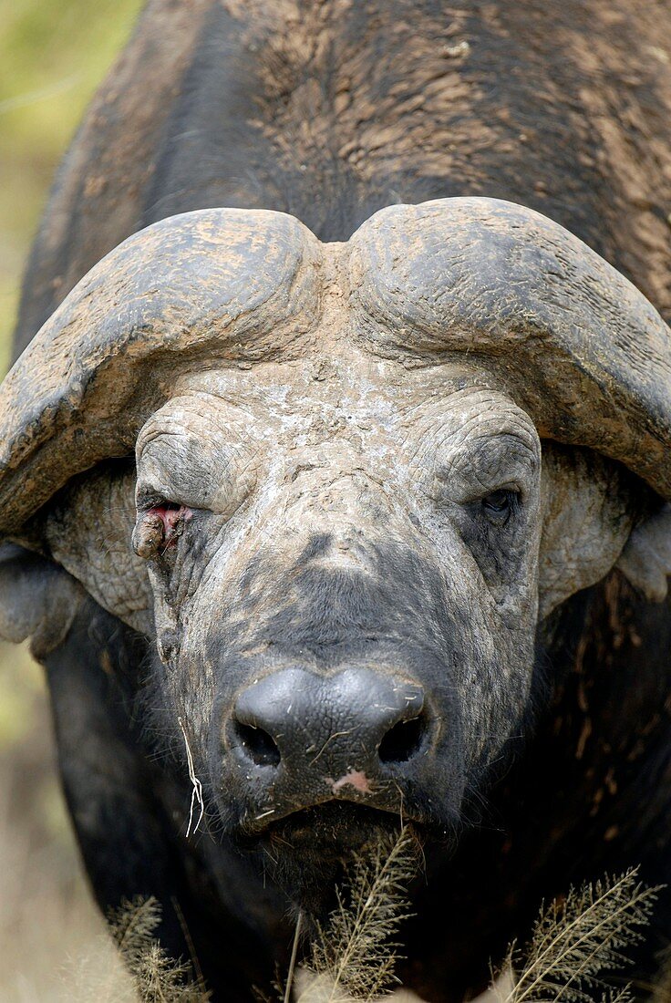 African buffalo