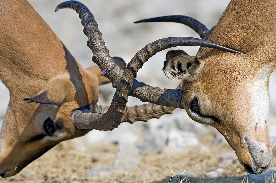 Male impalas fighting