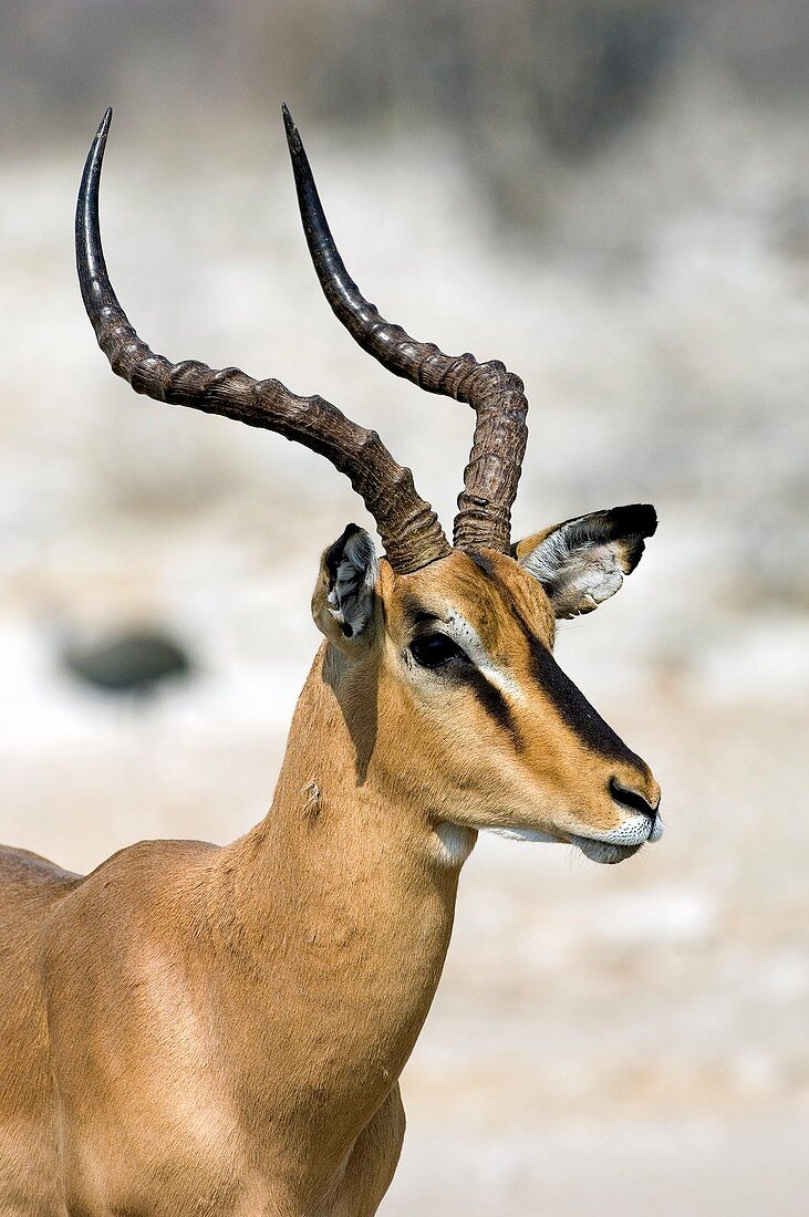 Male impala