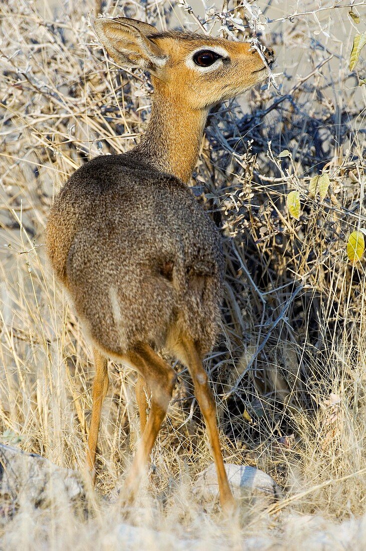 Kirk's dik-dik