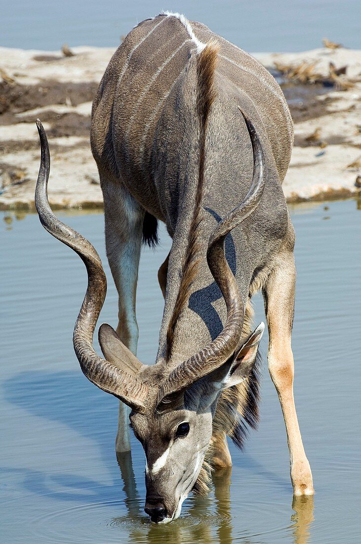 Greater kudu drinking