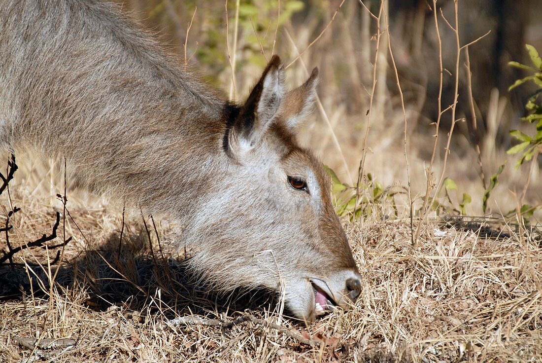 Waterbuck female