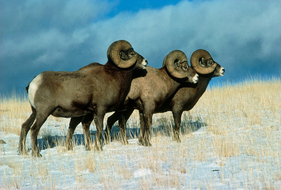 American bighorn rams,Ovis canadensis