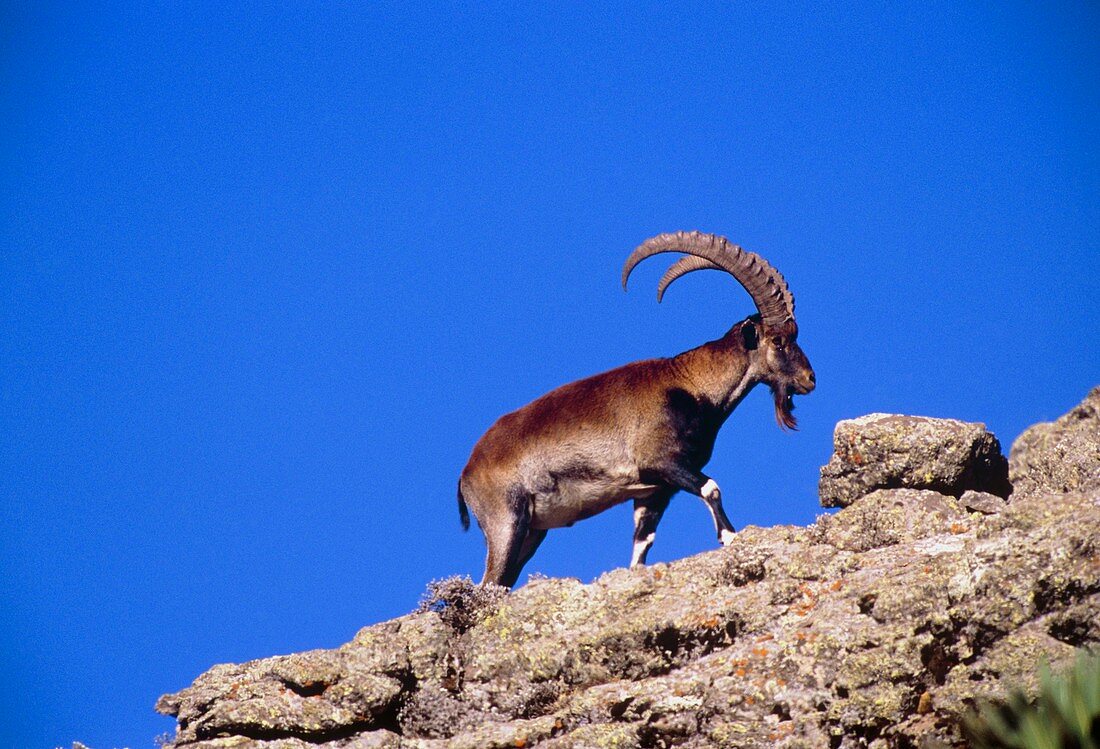 Walia ibex