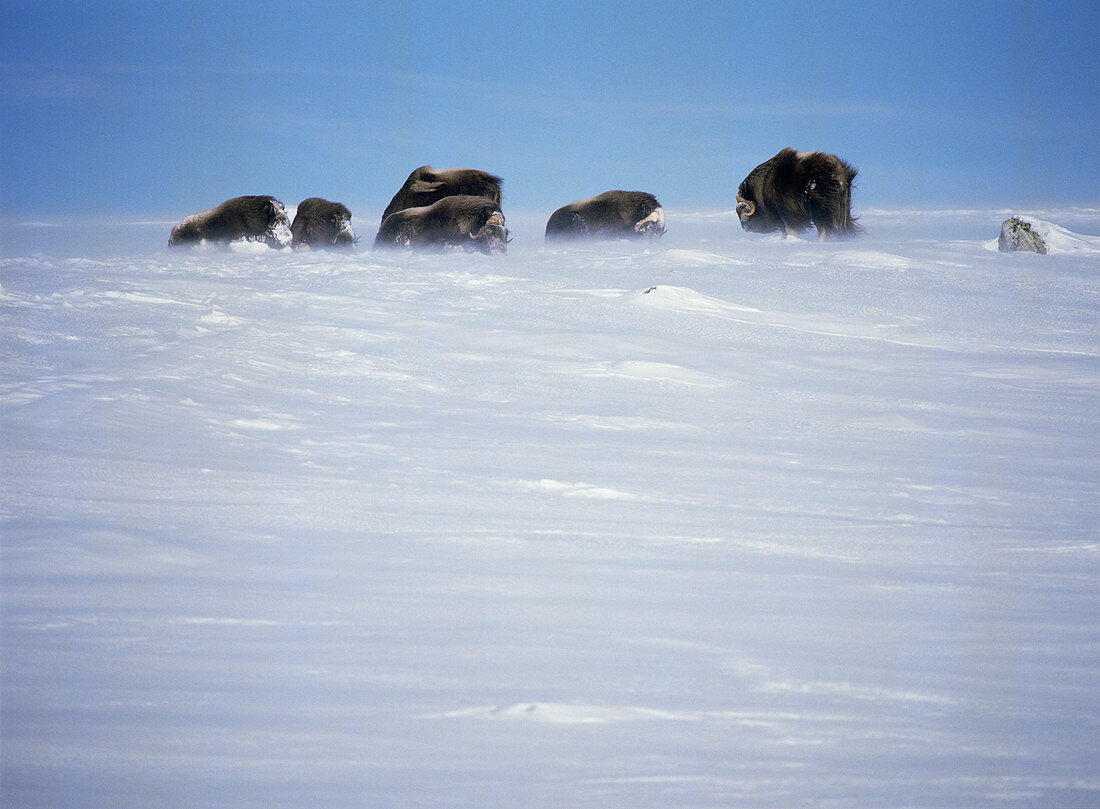 Muskox herd walking through snow