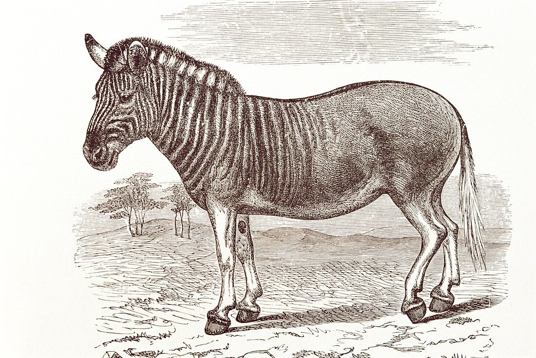 Extinct quagga,artwork