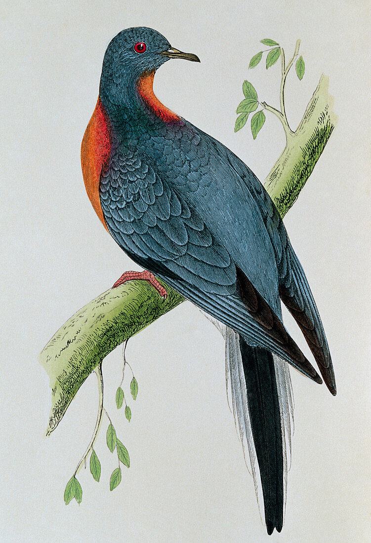 Artwork of the extinct passenger pigeon