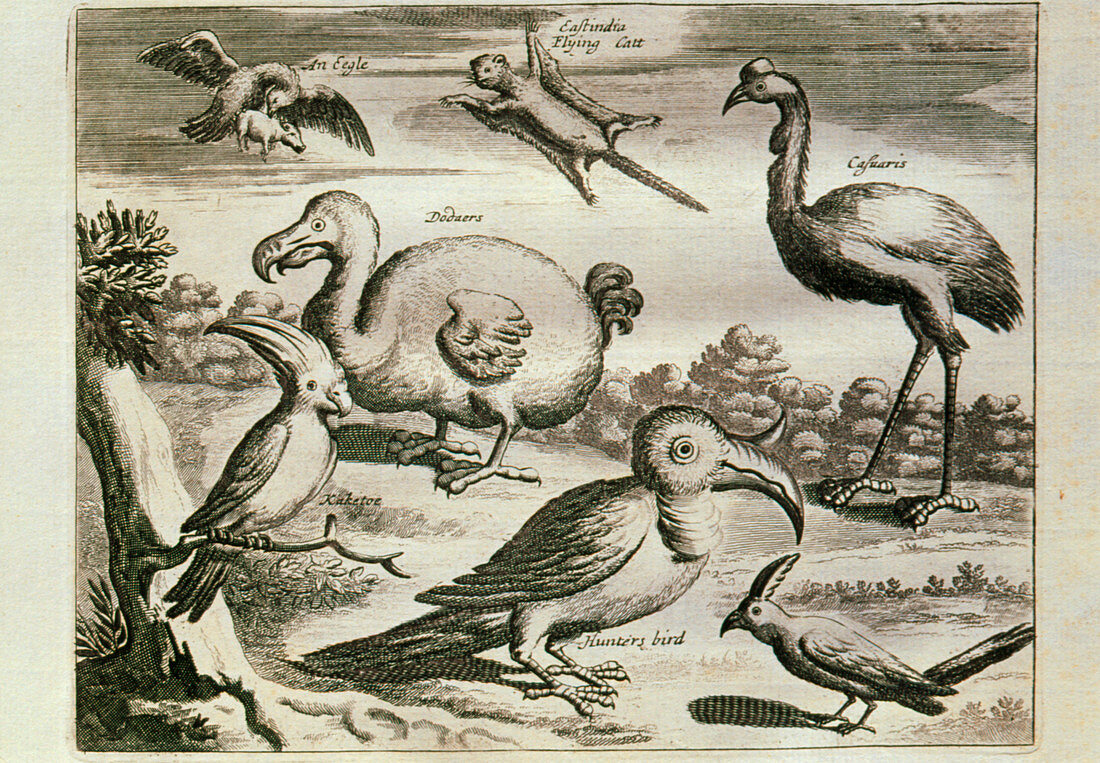 Historical engraving of a Dodo and other birds