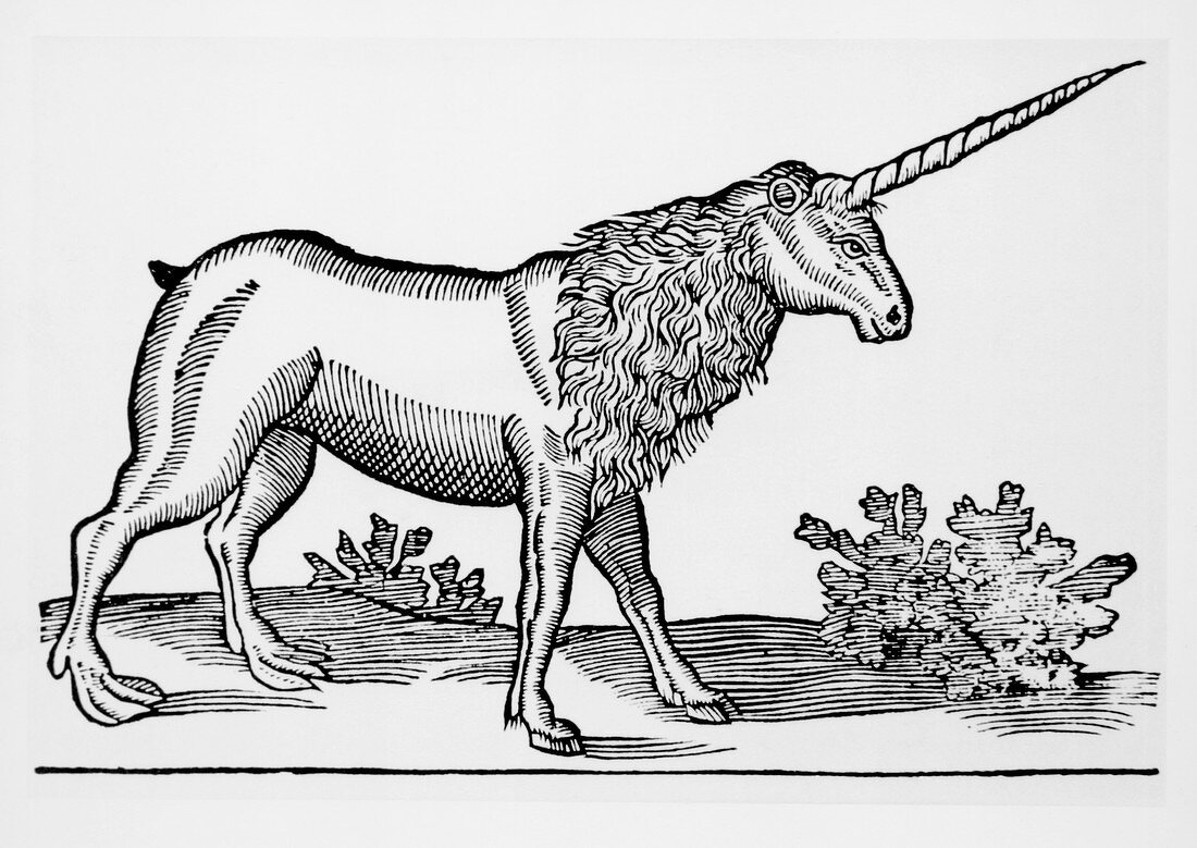 Engraving of a unicorn,a mythological beast
