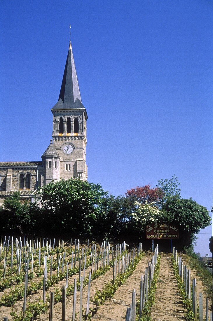 Weingarten in der Ortsmitte von Chenas im Beaujolais, Burgund