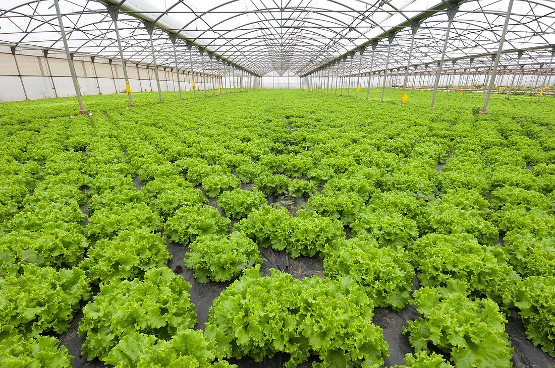 Lettuce in a greenhouse