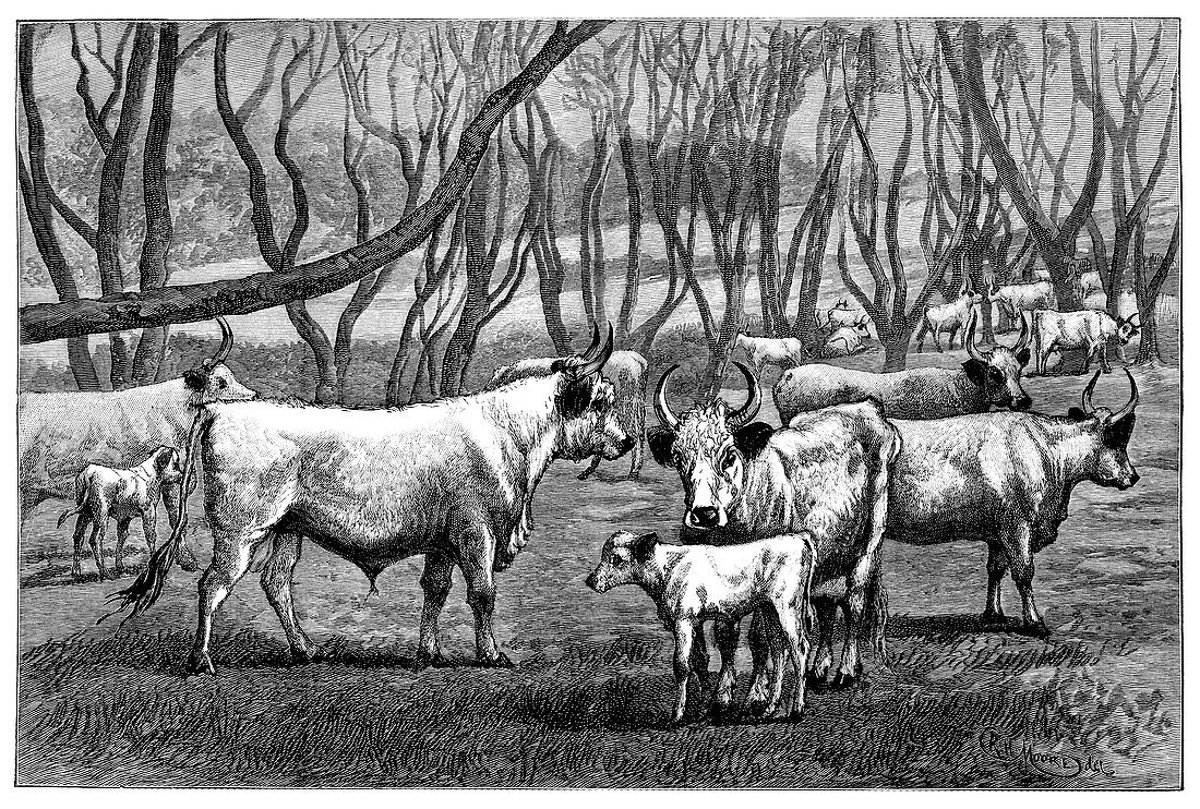 Wild cattle herd,19th century