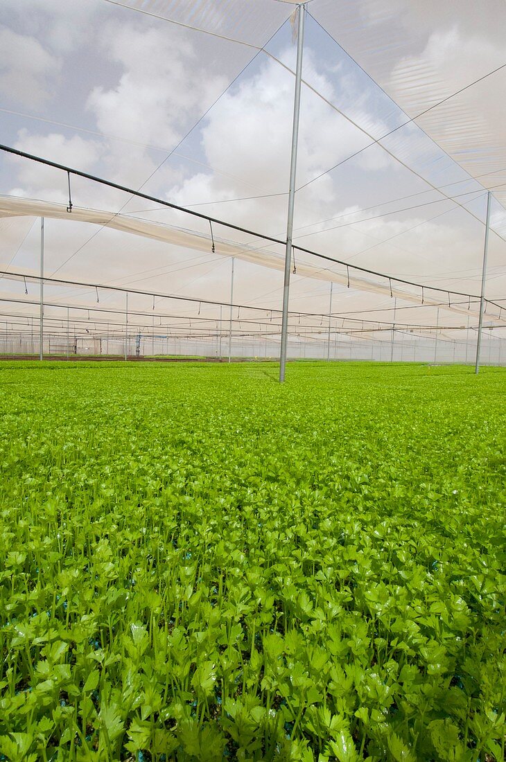 Celery in a greenhouse