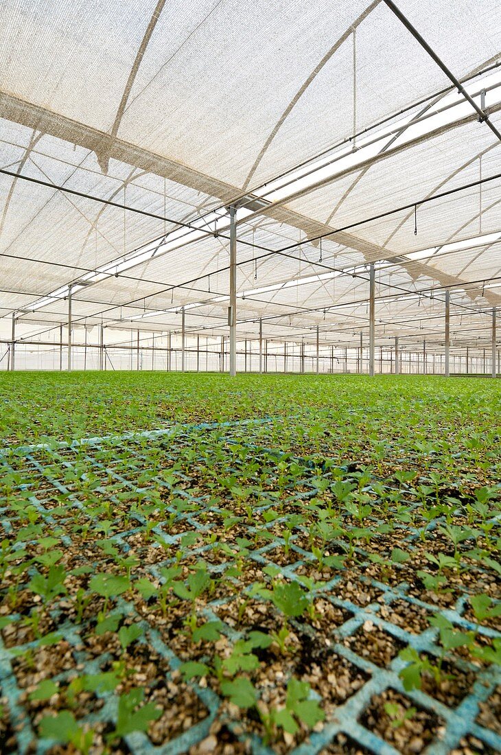 Celery in a greenhouse